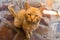 Closeup shot of a grumpy orange ginger cat sitting on a paved ground