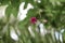 Closeup shot of Guernsey lily behind a green background