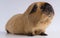 Closeup shot of guinea pig  on a white background