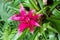 Closeup shot of a Guzmania (tufted airplant)