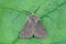 Closeup shot of a hairy muslin moth on a green leaf