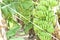 Closeup shot of hanging unripe bananas bunch