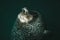 Closeup shot of a harbor seal swimming in the water