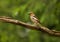 Closeup shot of a hawfinch perched on a branch