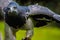 Closeup shot of a hawk ready for flight