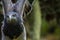 Closeup shot of a hawk ready for flight