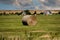 Closeup shot of hay in the field under a cloudy sky in Westerhever, North Sea, Germany