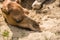 Closeup shot of the head of a camel sleeping on the sand