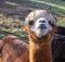 Closeup shot of the head of a cute brown lama standing in the field