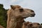 Closeup shot of the head of a cute camel