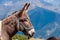 Closeup shot of a the head of a cute donkey with mountains in the background