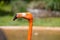 Closeup shot of the head of a cute flamingo