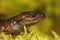 Closeup shot of the head of a juvenile, brown northwestern salamander, Ambystoma gracile