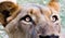 Closeup shot of the head of a lioness