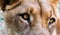 Closeup shot of the head of a lioness