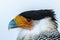 Closeup shot of the head of a majestic eagle on a white background