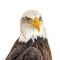 Closeup shot of the head of a majestic eagle on a white background