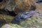 Closeup shot of the head of a Mangrove monitor lizard public domain on the stone