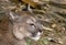 Closeup shot of the head of a wild Puma on blurred background