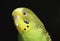 Closeup shot of the head of a yellow Australian parakeet bird with a black background
