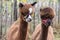 Closeup shot of the heads of two cute brown lamas