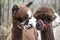 Closeup shot of the heads of two cute brown lamas