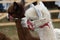 Closeup shot of the heads of two cute lamas