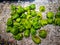 Closeup shot of a heap of green bell peppers