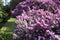 Closeup shot of heathers (Calluna vulgaris) in the garden