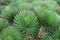 Closeup shot of hedgehog agave spikes