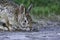 Closeup shot of a hefty sized Jackrabbit on the ground with blurred green background