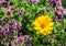 Closeup shot of Heliopsis Helianthoides surrounded by oregano flowers