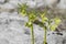 Closeup shot of Helleborus odorus plant in the garden