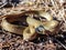 Closeup shot of a Herald Snake coiled up on a forest floor