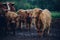 Closeup shot of a herd of brown bulls walking on a gloomy day