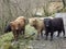 Closeup shot of a herd of Highland Cattles walking on the countryside road in the daylight