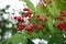 Closeup shot of the Highbush Cranberry branch