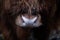 Closeup shot of a highland cattle& x27;s face during the day