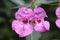 Closeup shot of Himalayan balsam pink flowers