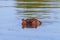 Closeup shot of a hippo peeking out of the water in a lake