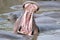 Closeup shot of a hippo swimming in a lake and showing its open mouth as a sign of dominance