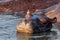 Closeup shot of a hippopotamus soaked in water at daytime