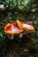 Closeup shot of hoarfrost on the orange caps of mushrooms growing in a forest