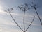 Closeup shot of a Hogweed plant on a blue sky background