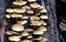 Closeup shot of honey agarics on a decaying wood