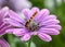 Closeup shot of a honey bee  busy collecting nectar from African daisy flower