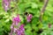 Closeup shot of a honey bee buzzing around a violet flower with blurred green background