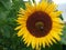 Closeup shot of a honeybee on a beautiful yellow-petaled sunflower