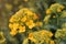 Closeup shot of honeybee pollinating blooming rapeseed crop flower in cultivated field