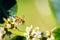 Closeup shot of honeybees buzzing around small holly flowers, collecting pollen in Somerset, England